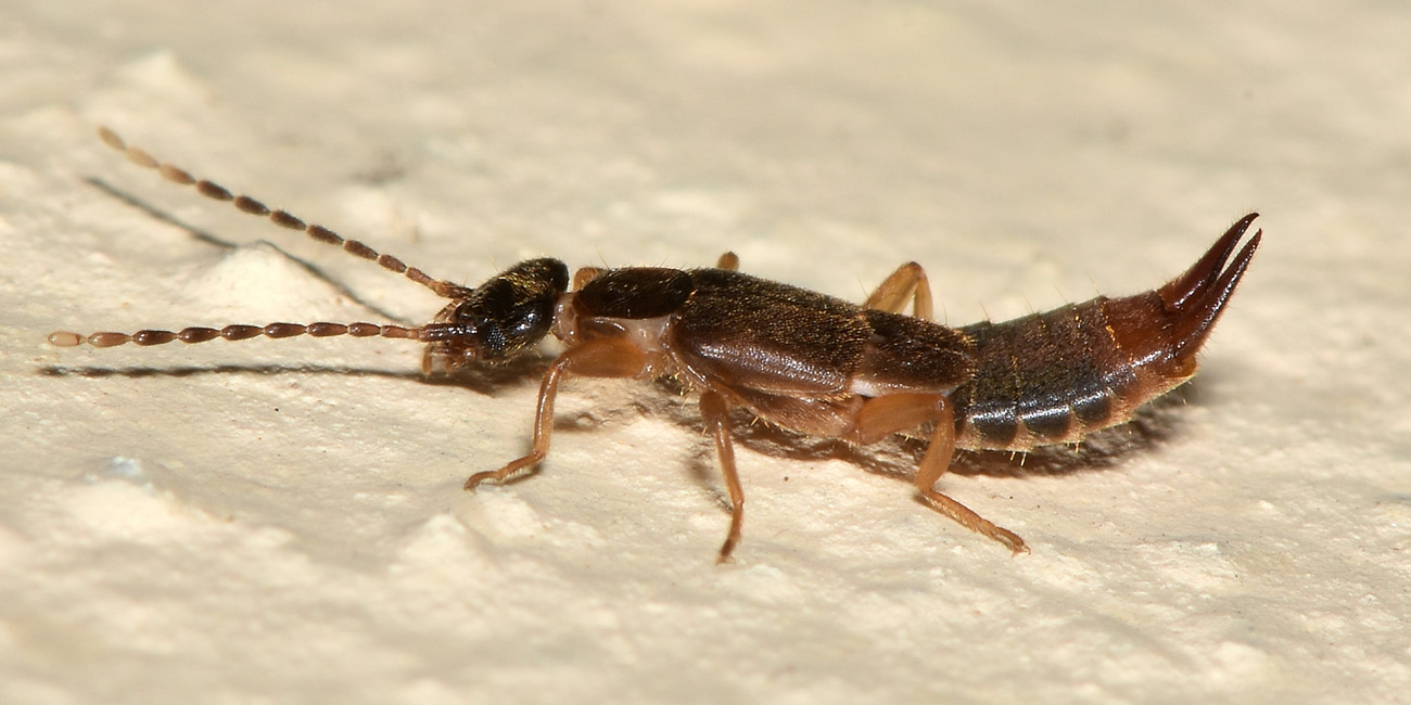 Spongiphoridae?  Sì, Labia minor